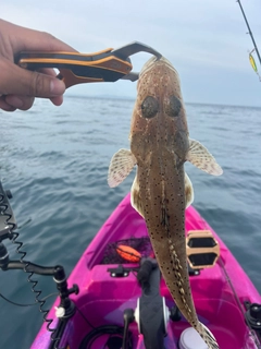 ワニゴチの釣果