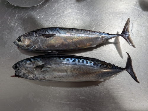 ソウダガツオの釣果