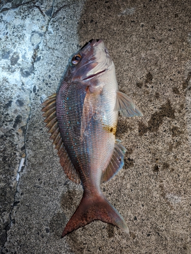 タイの釣果