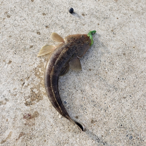 マゴチの釣果