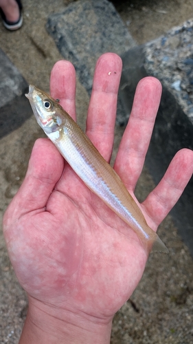 キスの釣果