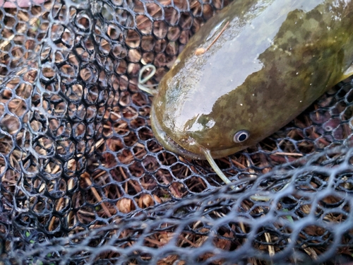 ナマズの釣果