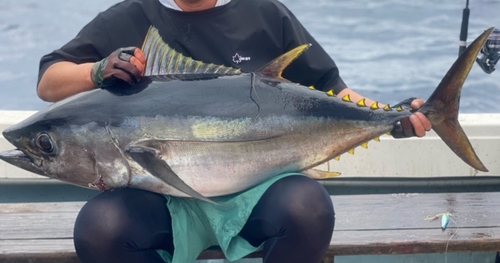 メバチマグロの釣果