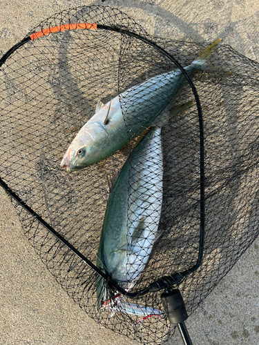 ハマチの釣果