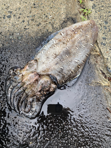 モンゴウイカの釣果