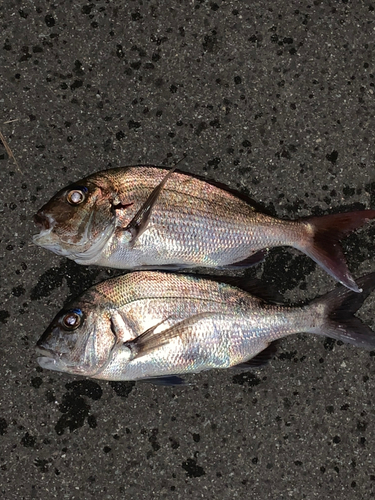 マダイの釣果