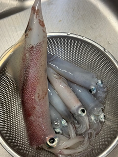 ケンサキイカの釣果
