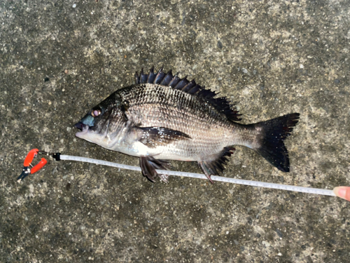 チヌの釣果