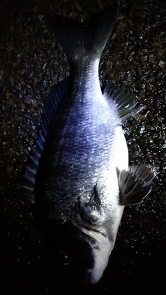 クロダイの釣果