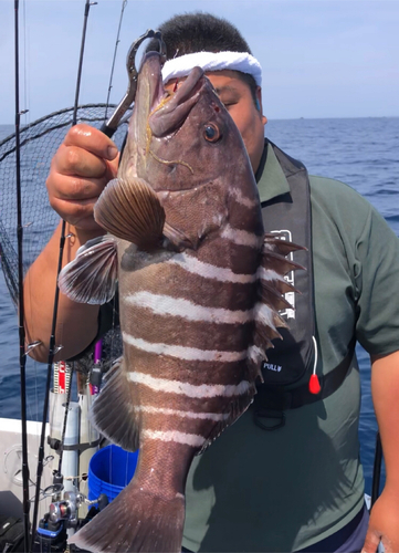 マハタの釣果