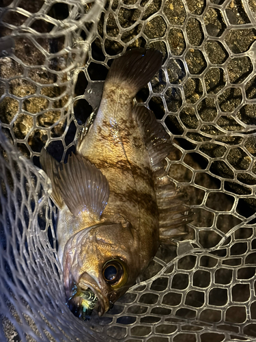 メバルの釣果