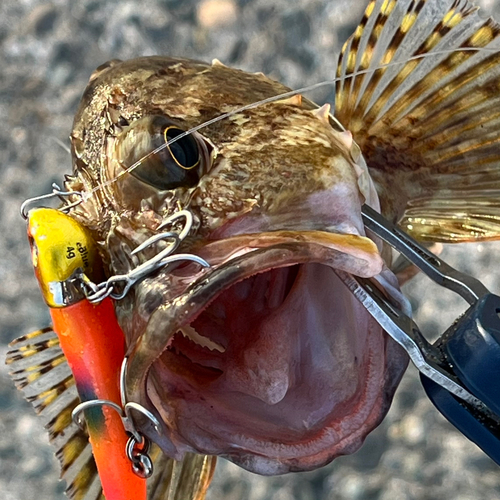 カサゴの釣果