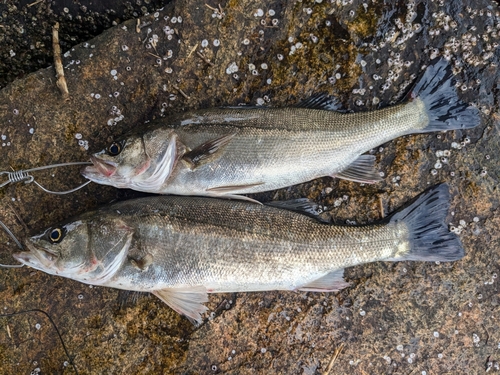 ハネ（ヒラスズキ）の釣果