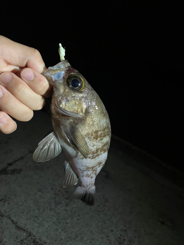 シロメバルの釣果