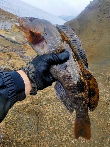 アブラコの釣果