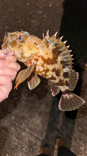 カサゴの釣果