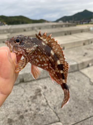 カサゴの釣果