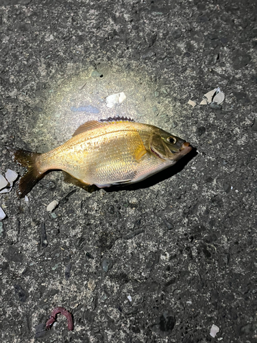 ウミタナゴの釣果