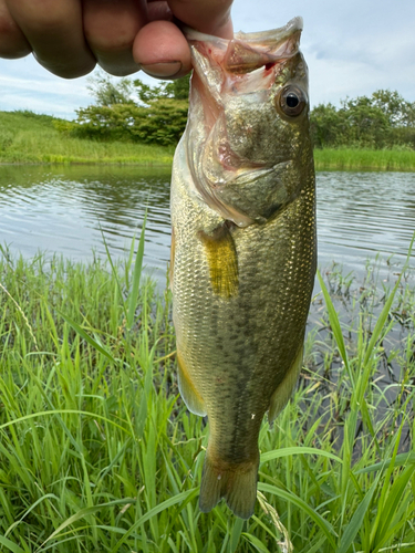 ラージマウスバスの釣果