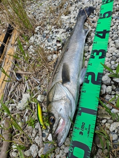 フッコ（マルスズキ）の釣果