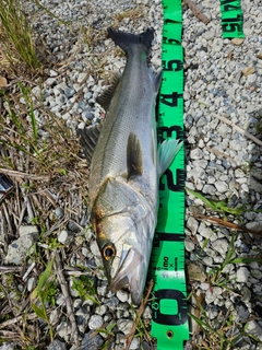 スズキの釣果