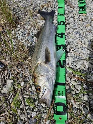 スズキの釣果