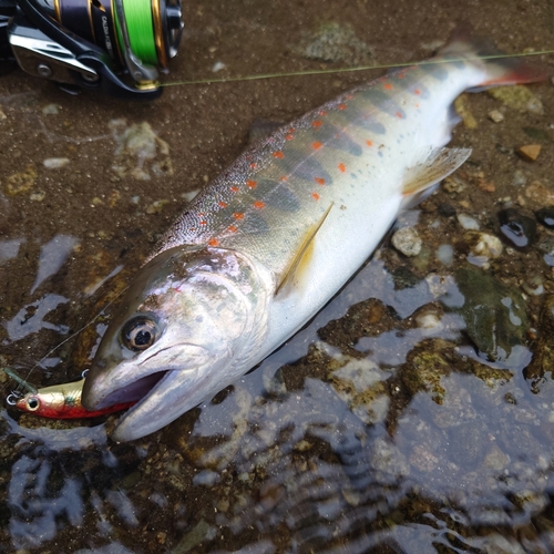 アマゴの釣果