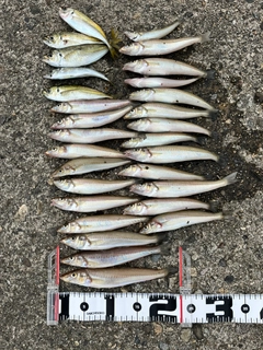 シロギスの釣果