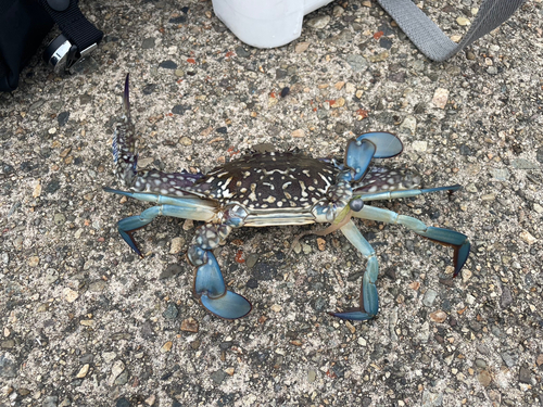 タイワンガザミの釣果