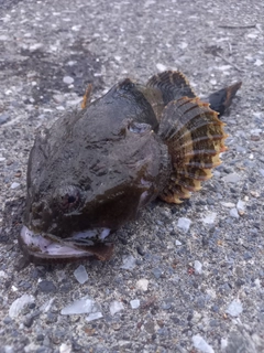 ギスカジカの釣果