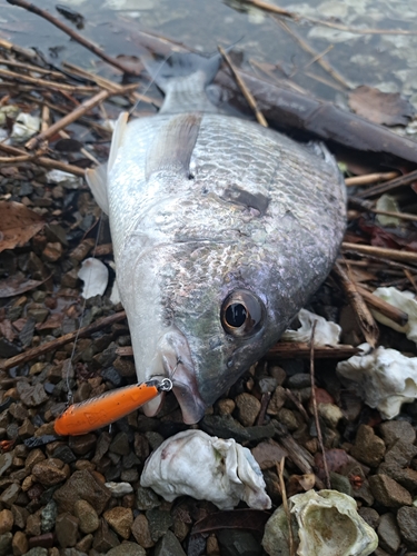 キチヌの釣果