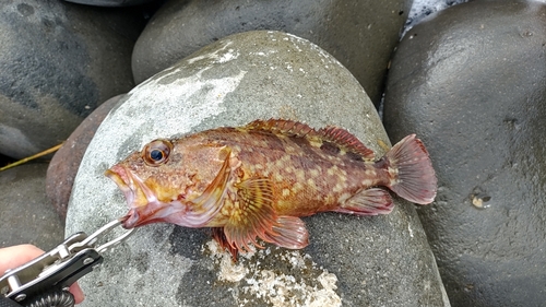 カサゴの釣果