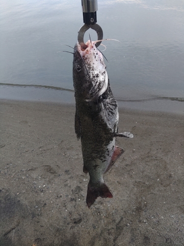 アメリカナマズの釣果