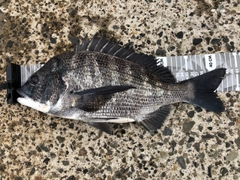 クロダイの釣果