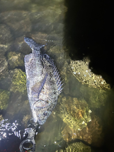 チヌの釣果