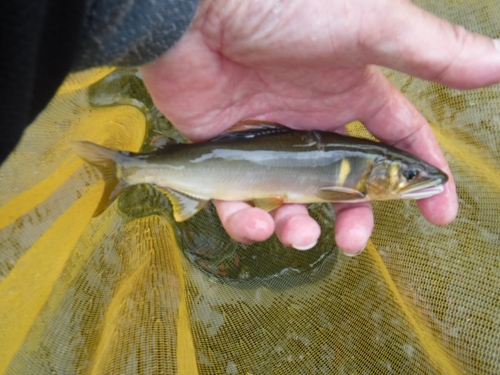 アユの釣果