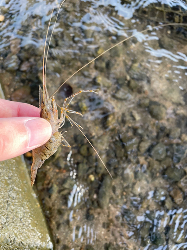 テナガエビの釣果