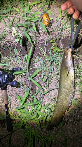 マナマズの釣果