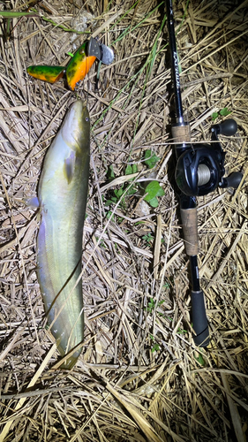 マナマズの釣果