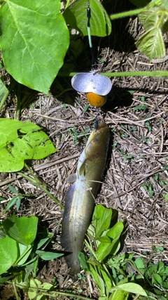 マナマズの釣果