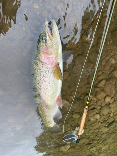 ニジマスの釣果