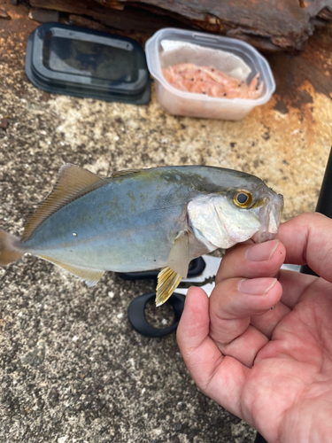 ショゴの釣果