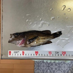 メバルの釣果