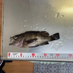 メバルの釣果