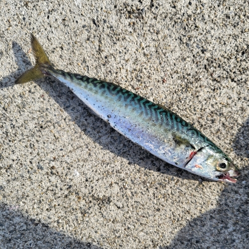 ケンサキイカの釣果