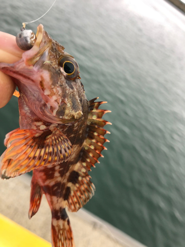 カサゴの釣果