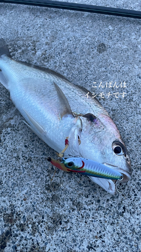 イシモチの釣果