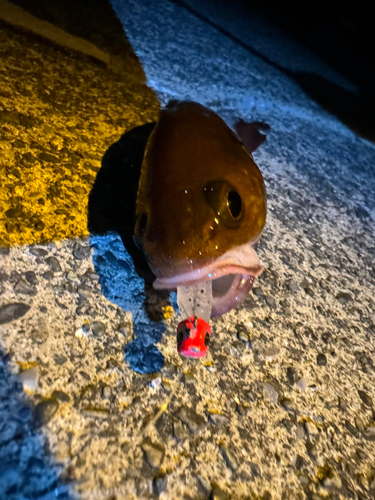 シロメバルの釣果