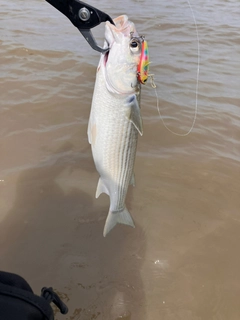 ボラの釣果