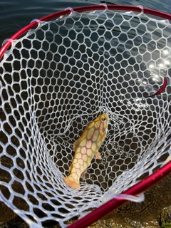 アルビノニジマスの釣果